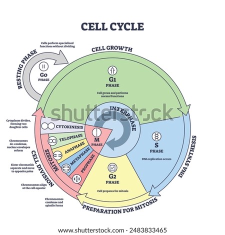 Cell cycle, growth, mitosis, synthesis and division stages outline diagram. Labeled educational scheme with biological phases, DNA replication or splitting vector illustration. Anatomical development