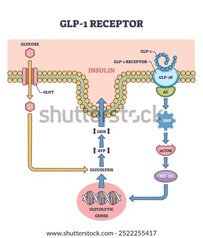 Diagram showing GLP-1 receptor pathway with glucose, insulin, and gene expression, outline diagram.