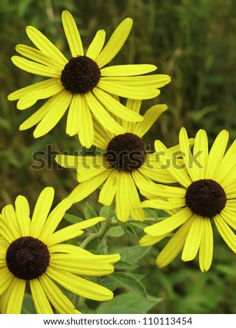 Four black-eyed Susans (botanical name: Rudbeckia hirta), also known as gloriosa daisy, golden Jerusalem, and yellow ox-eye daisy, in prairie grass on a summer day in Illinois