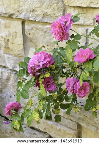 Hybrid pink roses (botanical name: Rosa x kordesii \