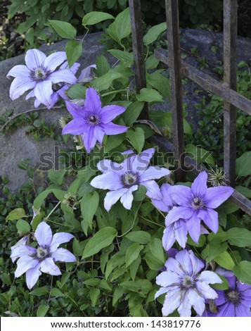 Clematis flowers by garden fence, late spring in southern Wisconsin