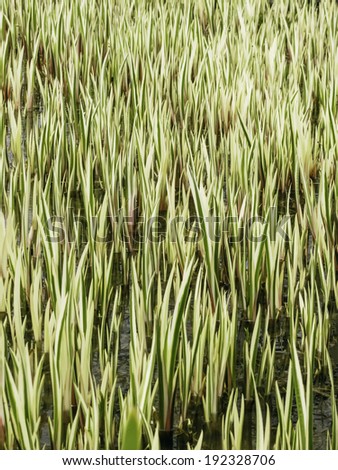 Ornamental aquatic grass thriving in shallow water of garden, Grand Rapids, Michigan, USA, in May