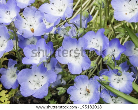 Baby blue eyes (binomial name: Nemophila menziesii), a spring wildflower native to California (shallow depth of field), growing in a garden in Illinois