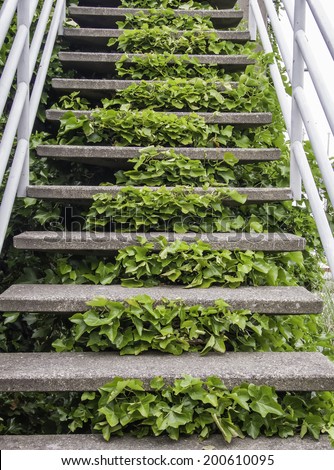 Synergic stairway: Green creeper growing profusely between concrete steps to observation deck above marina