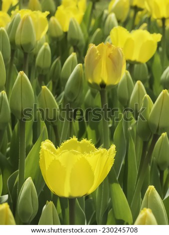 Fringed yellow tulip in a bed of similar hybrids, some open and others yet to open, in spring (foreground focus)