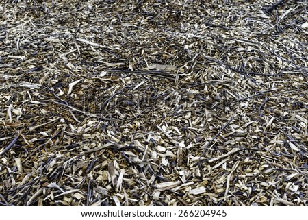 Ground cover in woods: Remains of shredded tree, for themes of development, landscaping, or the environment (center focus)