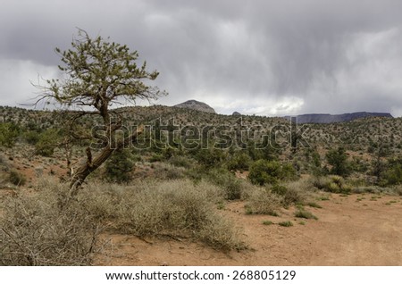 Long wait over perhaps: Approach of distant rain over desert scrub near Red Rock State Park, Sedona, Arizona, early in March
