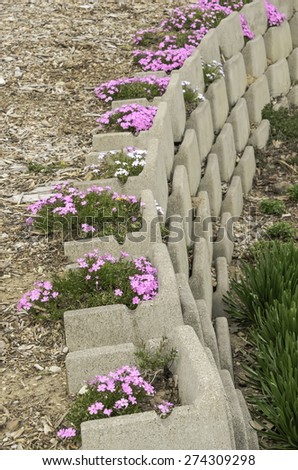 Floral accents: Pink and white phlox growing in clusters along concrete retaining wall in garden, spring in northern Illinois (selective focus)