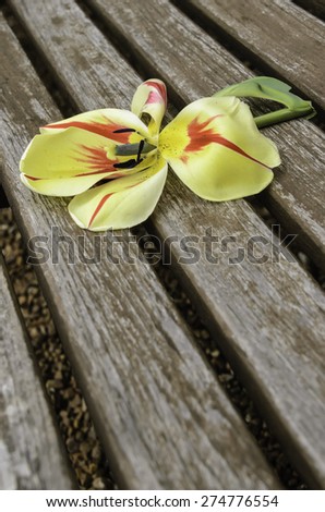 Hint of broken relationship in spring: Hybrid tulip with part of stem on weathered bench in garden, for themes of severance, abandonment, or other emotional trauma or sense of loss
