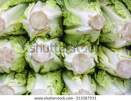 Raw vegetable pattern: Sliced heads of romaine lettuce (binomial name: Lactuca sativa L. var. longifolia) on display at a farmer\'s market