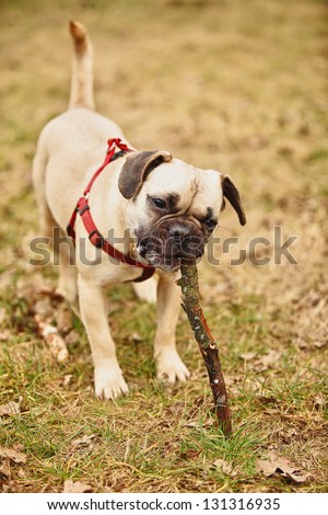 funny puppy playing with stick