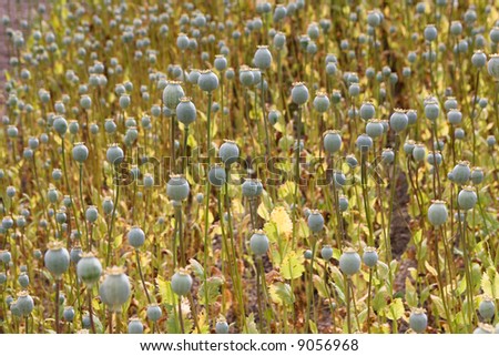 A field of poppy seed heads