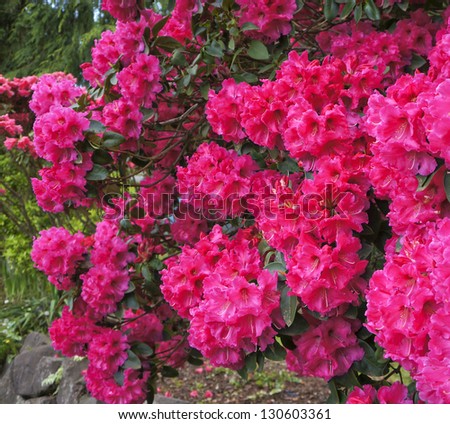 Pink red rhododendrons shrub in bloom. Spring. USA Northwest.