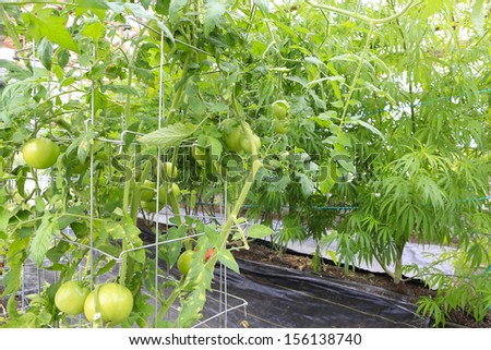Tomatoes and Marijuana ( cannabis), hemp plant growing inside of green house in the garden of Washington State. Legal Medical marijuana law in US. Grower uses leaves for juicing for health support.