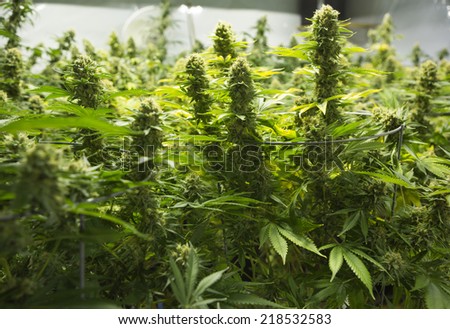 Marijuana garden with flowering plant ( cannabis), hemp plant.