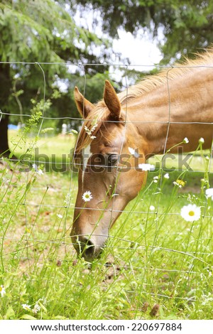 Beautiful horse eating on  farm field . Olympia horse farm, Washington state