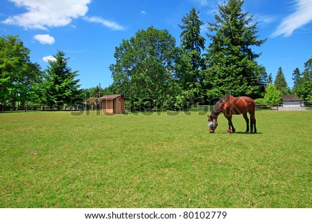 A horse ranch in Washington State, USA with horse eating at the pasture and the house in the background.