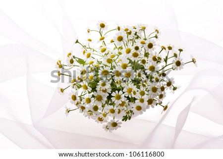 belonging to daisy family matricaria on veil