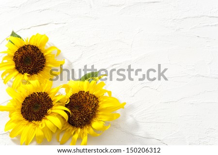 sunflower on white Spanish wall