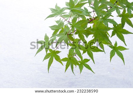 green japanese maple on the japanese paper