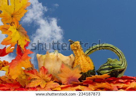 Colorful Fall Border, Three small gourds on fall leaves with sky background