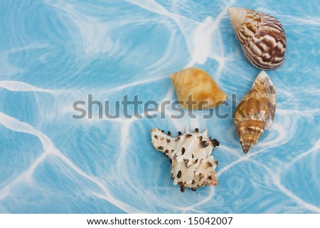 Seashells on a blue and white background with copy space