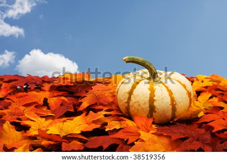 Fall colored leaves making a border on a sky background, Fall Leaves