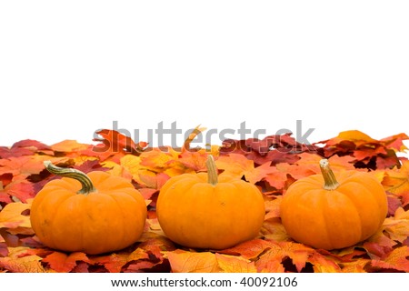 Fall coloured leaves with a pumpkin isolated on a white background, Fall Leaves