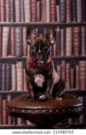 Cute french bulldog puppy with neck bow sitting in library
