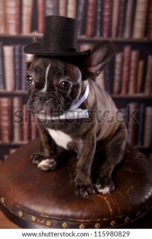 Cute french bulldog puppy with neck bow and old-fashioned black hat sitting in library