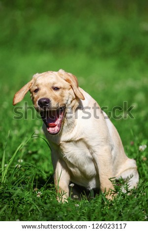 Labrador retriever puppy