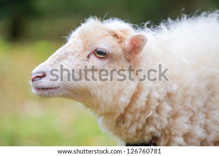 Dwarf white sheep in forest