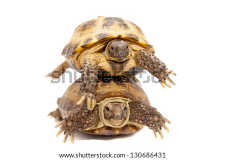 Pair of Russian Tortoises or Central Asian tortoises (Agrionemys horsfieldii) isolated on white background.