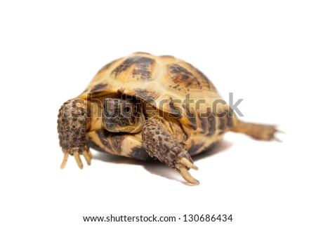 Russian Tortoise or Central Asian tortoise (Agrionemys horsfieldii), female, isolated on white background.