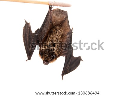 Northern bat (Eptesicus nilssonii), isolated on white.