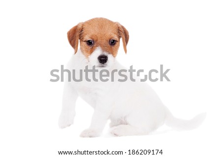 Jack Russell puppy (1,5 month old) on white