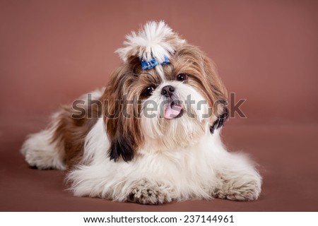 Shih Tzu dog on a brown background