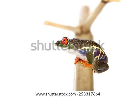 Red eyed tree frog at night on white background