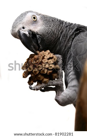 An African Grey Parrot isolated on a white background