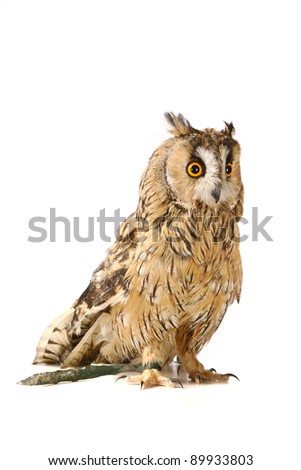Long-eared Owl isolated on the white background
