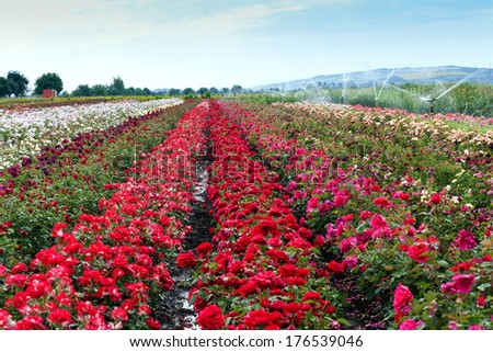 Rose plantation