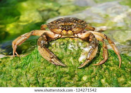 natural crab in the sea water on green stone with moss