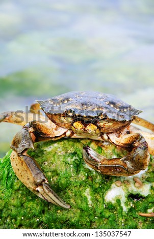 natural crab in the sea water on green moss stone