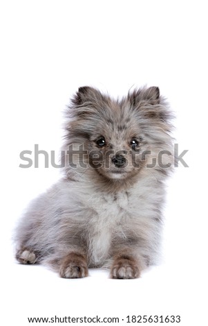 blue merle spitz