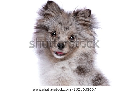 blue merle spitz