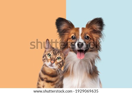 portrait of a cat and dog looking at camera in front of trendy duo tone background