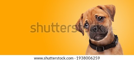portrait of a pugelier puppy in front of an orange gradient background. half pug half cavlier king charles spaniel
