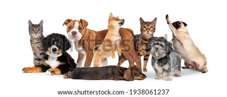 group of eight cats and dogs isolated on white background
