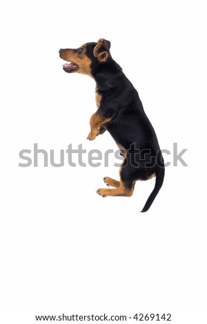 puppy jack russel terrier jumping sky high