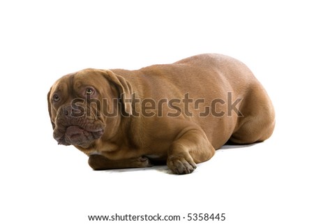 bordeaux dog, french mastiff laying down on the ground isolated on a white background